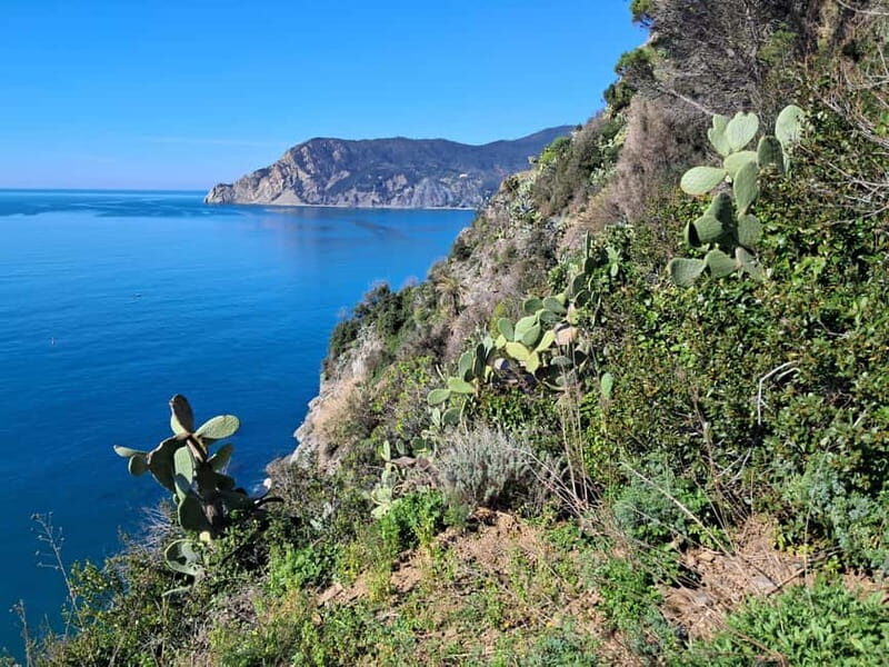 Lemon tour with limoncino tasting in Vernazza (Cinque Terre) - The Lemon Grove and Limoncino Tasting