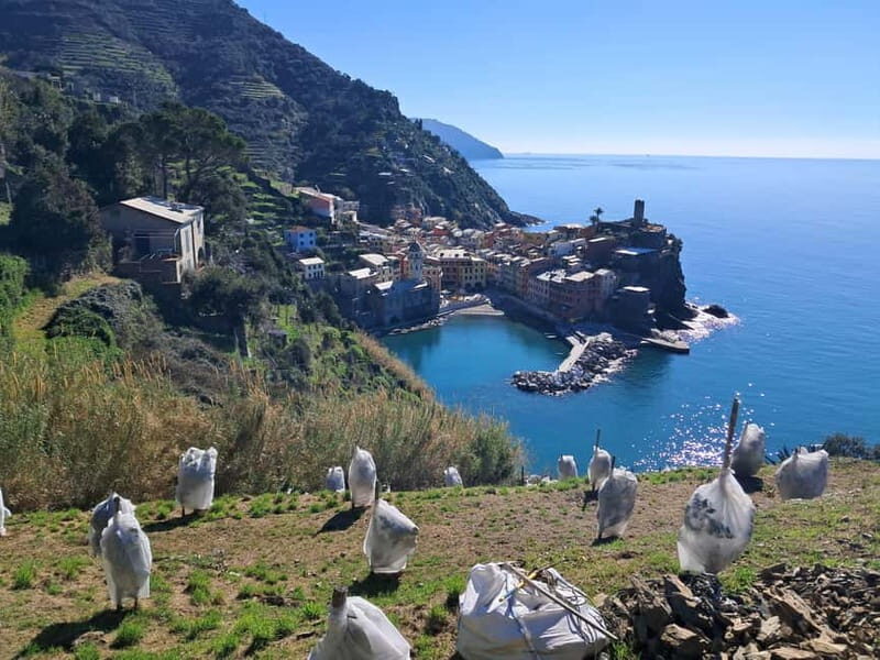 Lemon tour with limoncino tasting in Vernazza (Cinque Terre) - Authenticity and Reviews