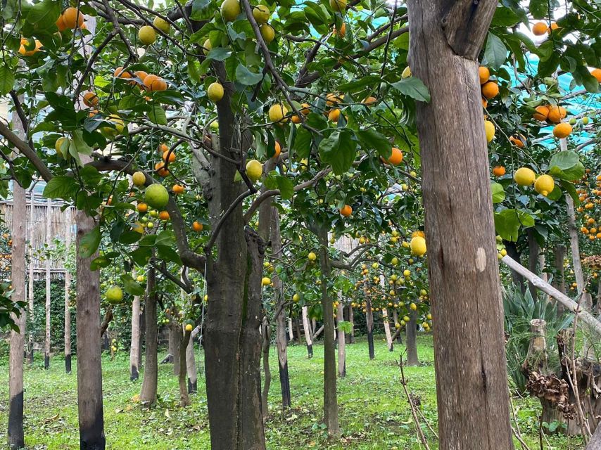 Lemon Tour With Lunch/Dinner - Key Points