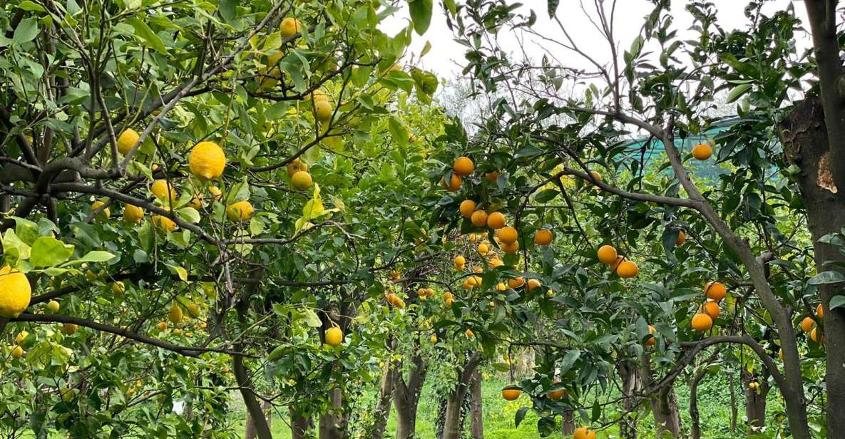 Lemon Tour With Lunch/Dinner - Meeting Point Information