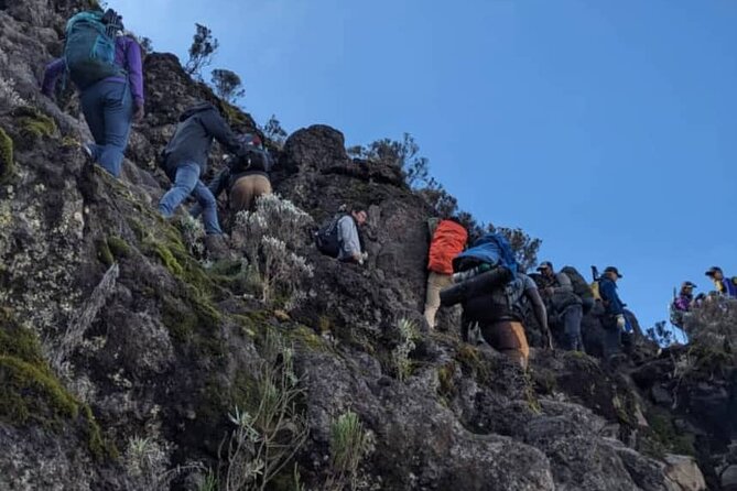 Lemosho Route 8 Days Kilimanjaro Climbing Tour - Traveler Reviews and Ratings