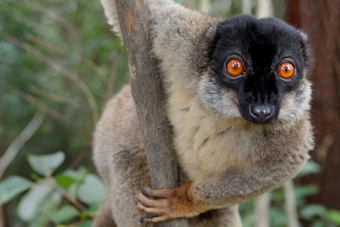 Lemur Day Tour at Andasibe Rainforest and Vakona Lodge Reserve - Good To Know