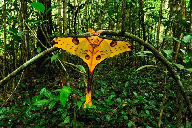 Lemur Day Tour at Andasibe Rainforest and Vakona Lodge Reserve - Wildlife Experience