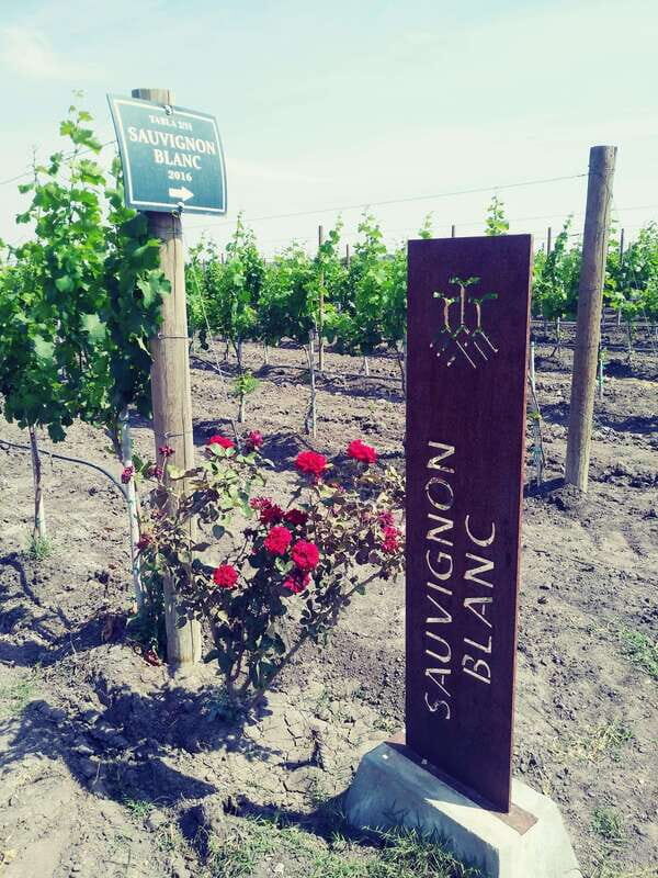 Leon: Dolores Hidalgo Viñedo Tres Raíces Wine Tour - An Authentic Glimpse into Mexican Winemaking