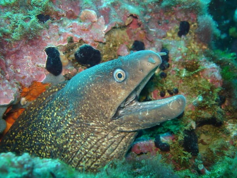 L'Escala: Introductory diving in the Montgri Nature Reserve - Key Points