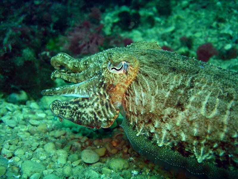 L'Escala: Introductory diving in the Montgri Nature Reserve - A Closer Look at the Experience