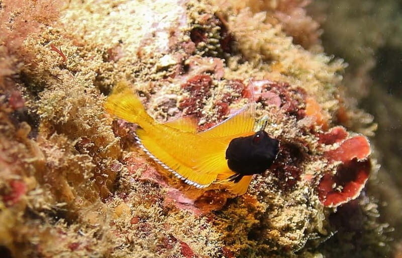 L'Escala: Introductory diving in the Montgri Nature Reserve - Final Thoughts