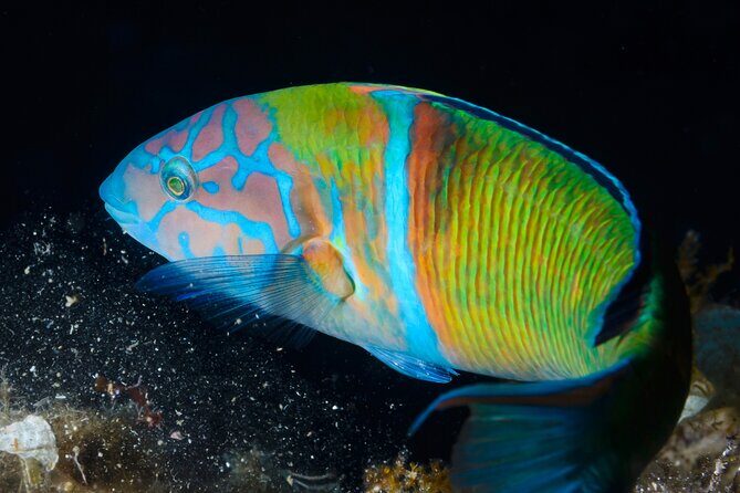 L'Estartit: Snorkeling in the Medes Islands - The Value of the Tour Price