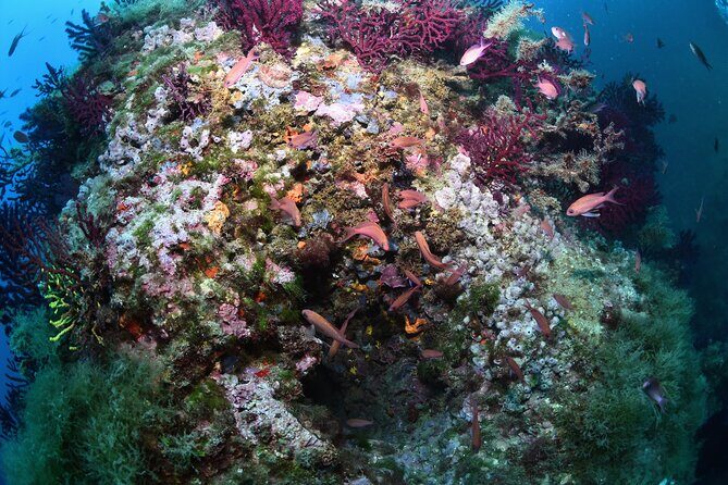 L'Estartit: Snorkeling in the Medes Islands - Logistics and Practical Considerations