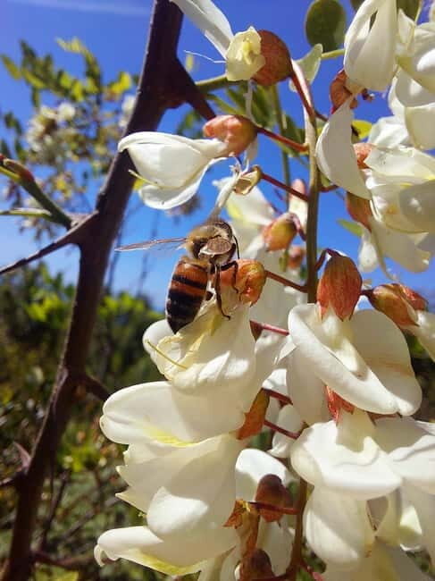 Levanto to Bonassola Hiking Tour: Nature & Wonderful Views - Why This Tour Is Worth Considering
