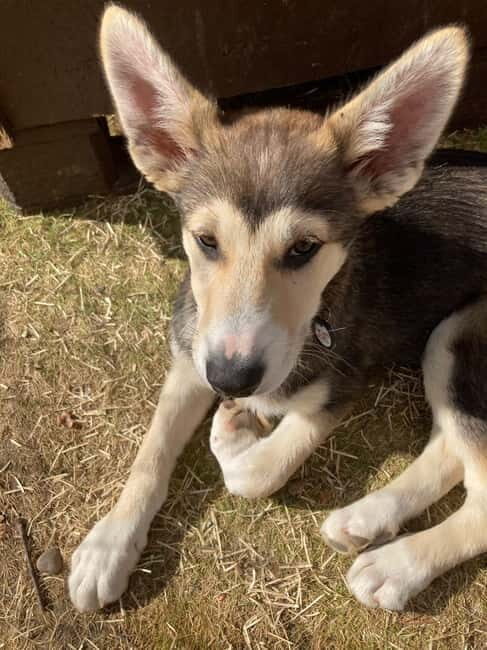 Levi: 2 KM Husky Summer Sledding with wheels - Final Wrap-Up