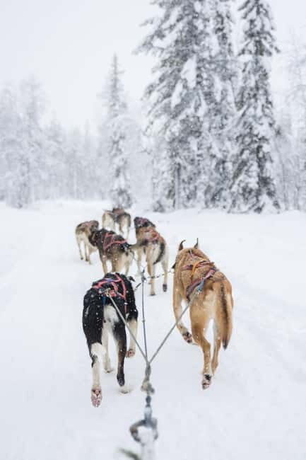Levi: 3-Day Husky Safari Adventure with Northern Lights - Pricing and Value