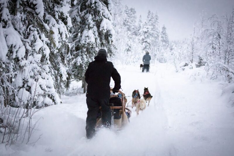 Levi: 7 km Self-Drive Husky Sledding Adventure - Levi: 7 km Self-Drive Husky Sledding Adventure — A Detailed Review