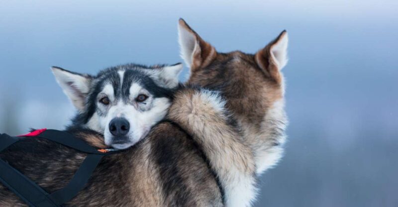 Levi: 7 km Self-Drive Husky Sledding Adventure - Key Points