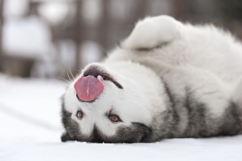 Levi: 7 km Self-Drive Husky Sledding Adventure - Value and Pricing