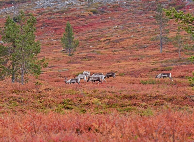 Levi: Autumn Hike and Reindeer Farm Visit - Key Points
