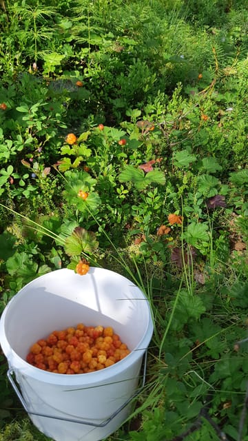 Levi: Berry Picking - Superfoods from Nature - Key Points