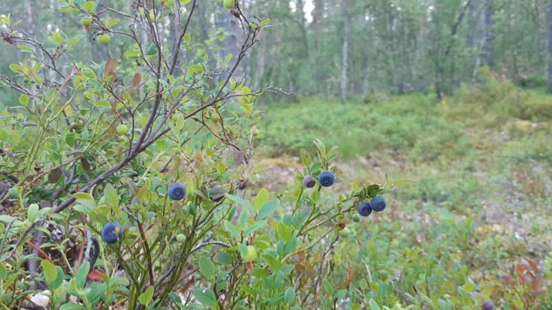 Levi: Berry Picking - Superfoods from Nature - The Experience in Detail