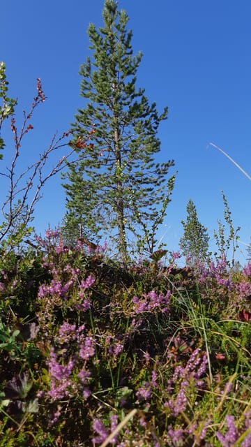 Levi: Berry Picking - Superfoods from Nature - Who Should Consider This Tour?