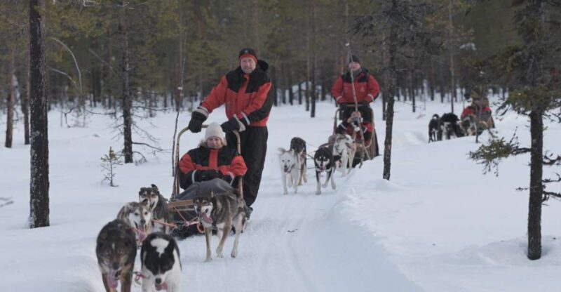 Levi: Evening Husky Sled Ride under the Northern Lights - Introduction to the Tour