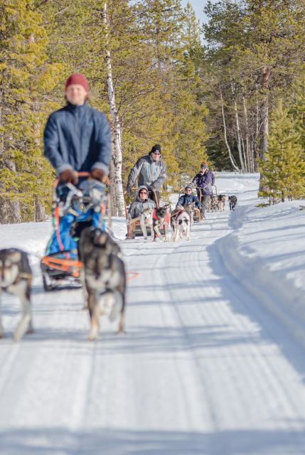 Levi: Evening Husky Sled Ride under the Northern Lights - The Experience of the Sled Ride