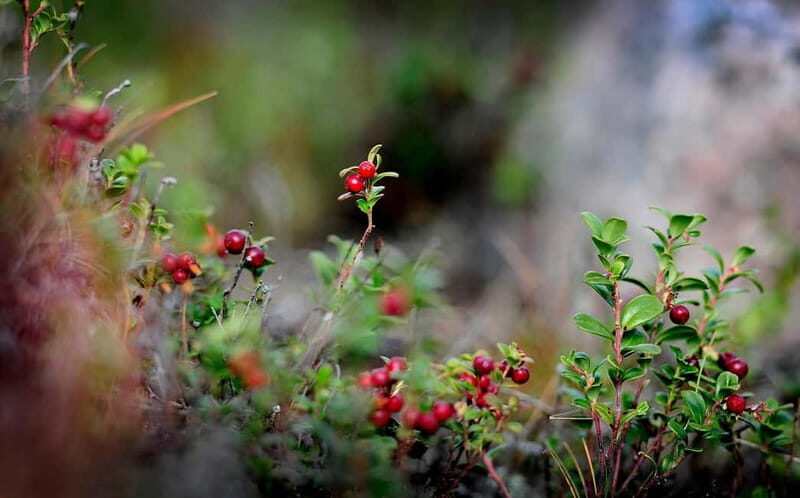 Levi: Guided Hike on the Shaman Päiviö Trail - Key Points