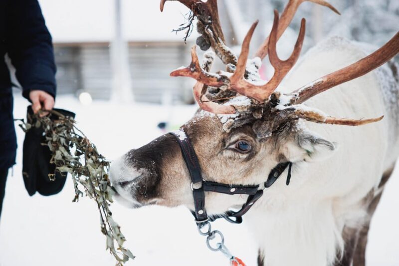 Levi: Husky and Reindeer Farm Visit with Snowmobiling - The Value of the Experience