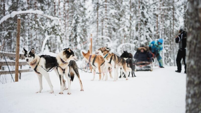 Levi: Husky and Reindeer Farm Visit with Snowmobiling - Final Thoughts