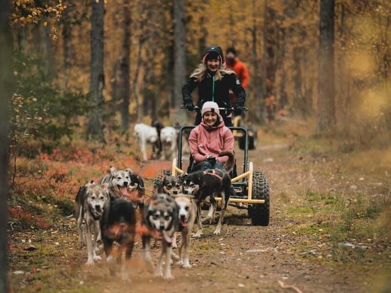 Levi: Husky cart tour- Midnight Sun & Autumn Northern Lights - An Overview of the Husky Cart Tour Experience