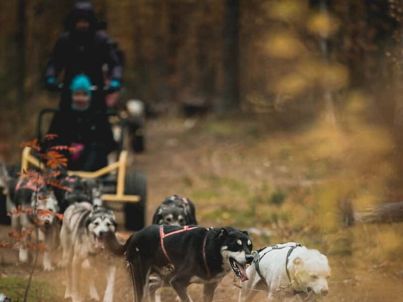 Levi: Husky cart tour- Midnight Sun & Autumn Northern Lights - What to Expect During the Tour