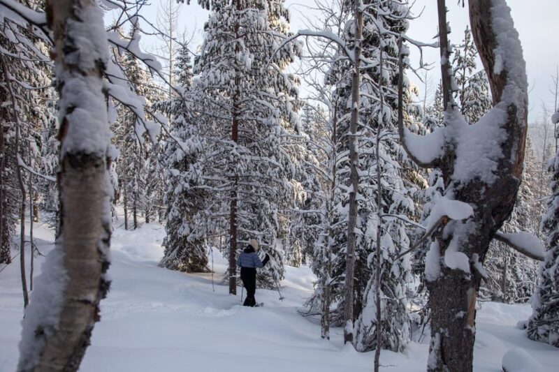 Levi: Lakeside forest snowshoeing - A Detailed Look at the Levi Lakeside Forest Snowshoeing Tour