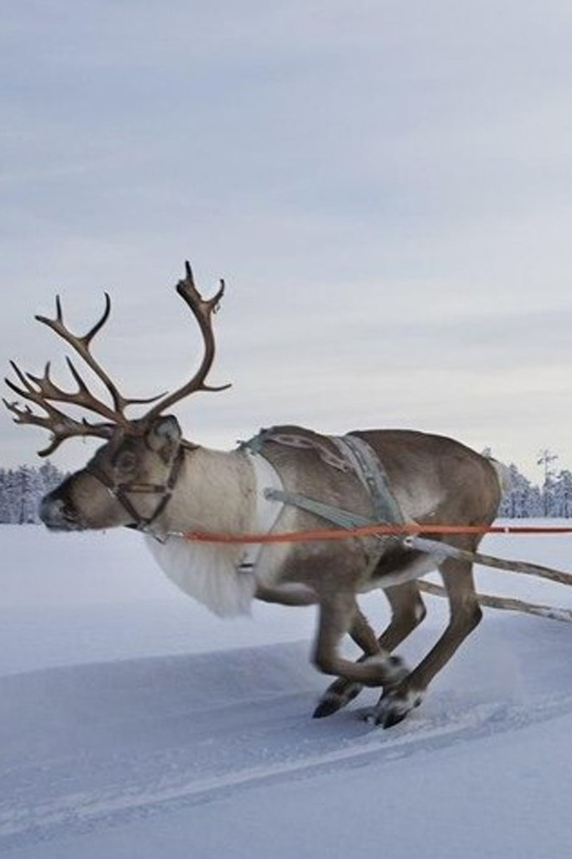 Levi: Lapland Reindeer and Husky Safari - The Itinerary in Detail