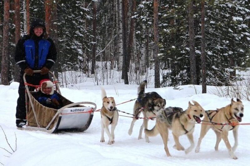 Levi: Lapland Reindeer and Husky Safari - Real Traveler Experiences