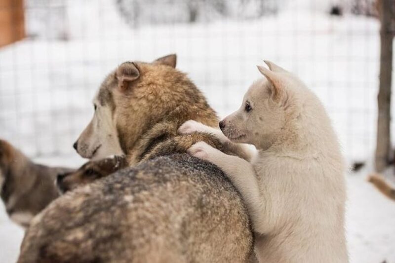 Levi: Lapland Reindeer and Husky Safari - Practical Tips for Travelers