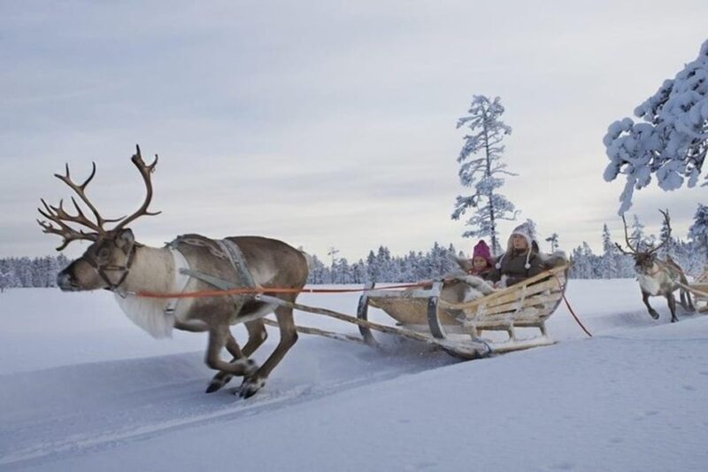 Levi: Lapland Reindeer and Husky Safari - The Sum Up