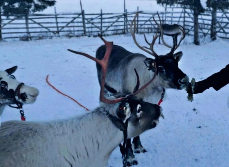 Levi: Lapland Reindeer Safari - Practical Tips for Your Reindeer Safari