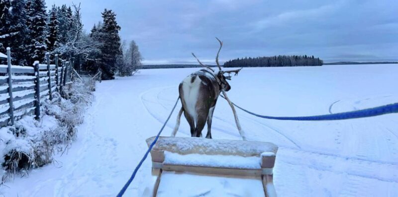 Levi: Lapland Reindeer Safari - FAQ