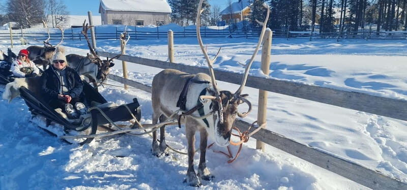 Levi: Lappish Reindeer Sled Ride 3 km - An In-Depth Look at the Tour