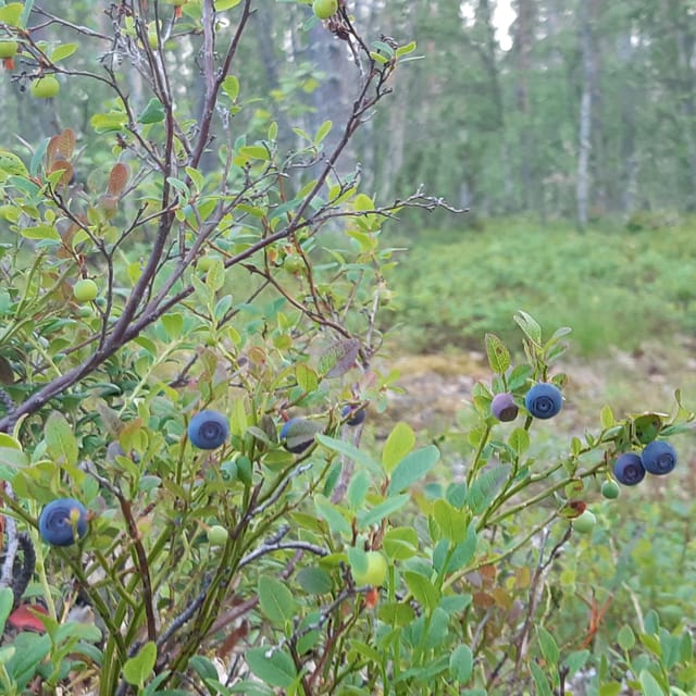 Levi: Nature Walk with Birds, Animals, and Plants - Key Points