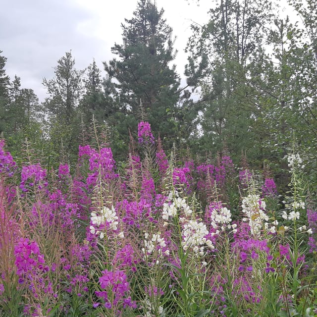 Levi: Nature Walk with Birds, Animals, and Plants - Final Thoughts