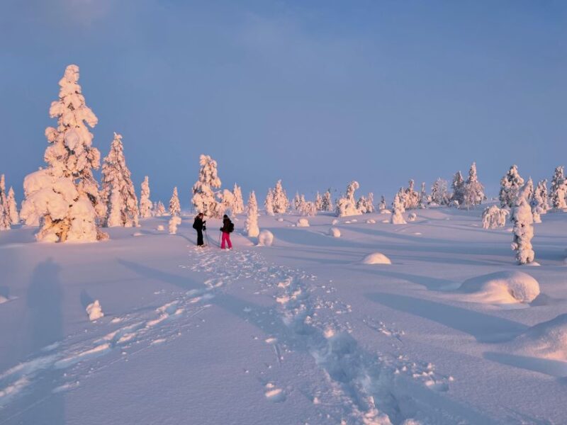 Levi: Pallas-Ylläs National Park Snowshoeing Tour - How to Book Your Adventure