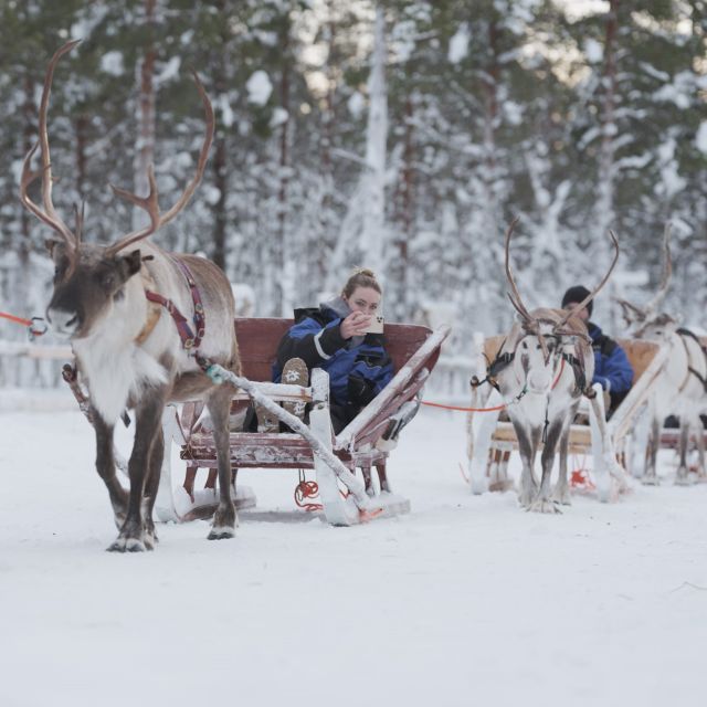 Levi Polar Lights Tours: Reindeer and Husky Taster - Key Points
