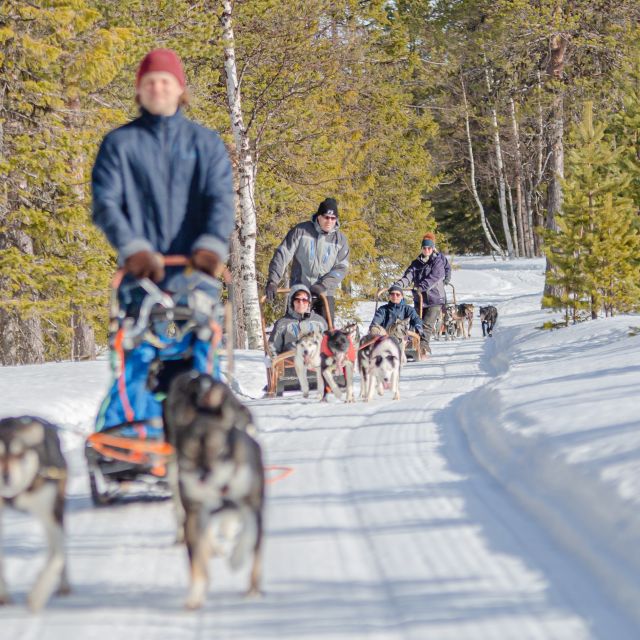 Levi Polar Lights Tours: Reindeer and Husky Taster - A Detailed Look at the Tour Experience