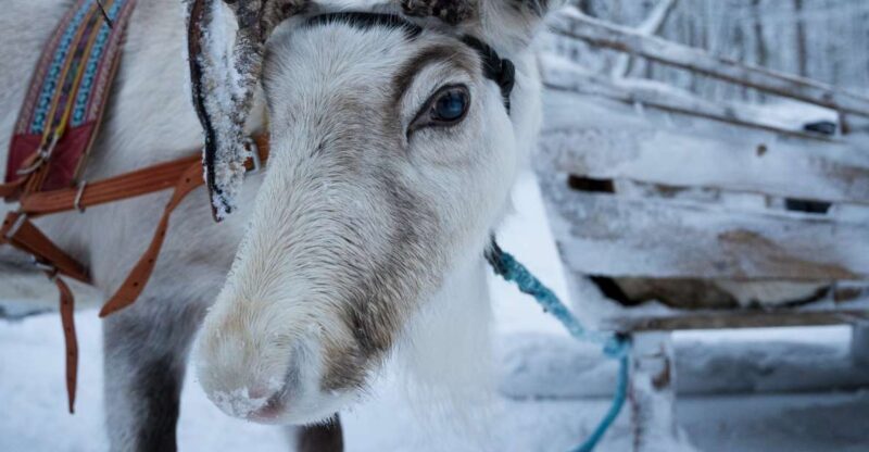 Levi Polar Lights Tours: Reindeer and Husky Taster - What’s Included and Not