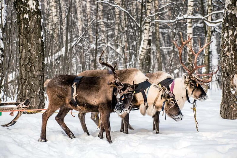Levi: Reindeer Experience with Sled Ride - An In-Depth Look at the Reindeer Experience