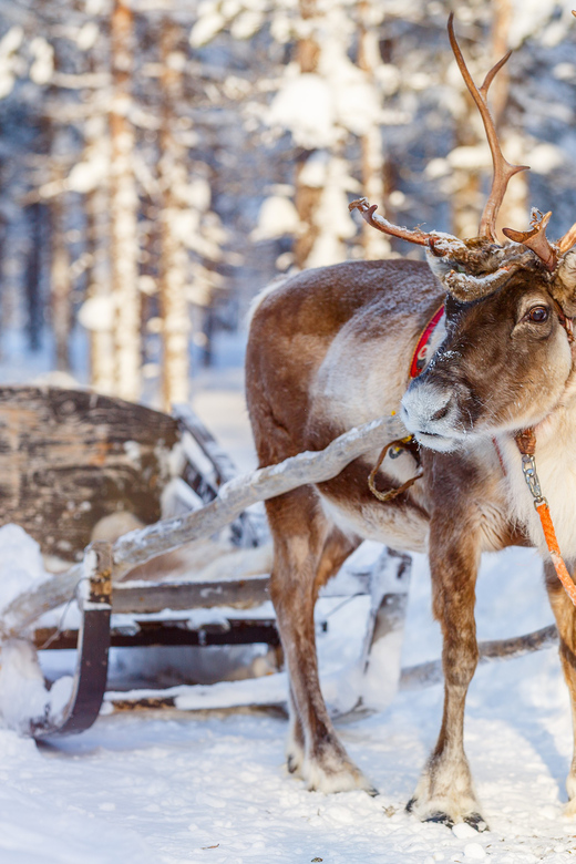 Levi: Reindeer Experience with Sled Ride - Key Points
