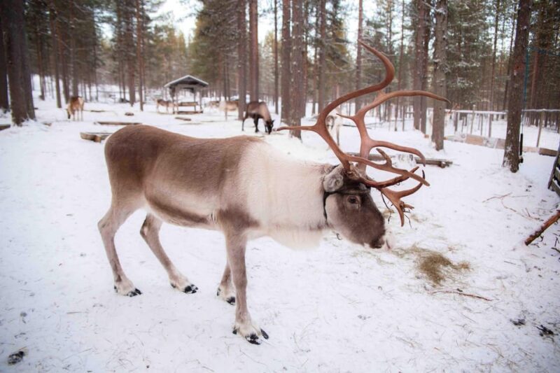 Levi: Reindeer Farm E-Fatbike Safari - FAQ