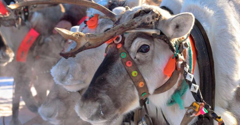 Levi: Reindeer Sleigh Ride Tour in Snowy Forest - An In-Depth Look at the Reindeer Sleigh Ride Experience