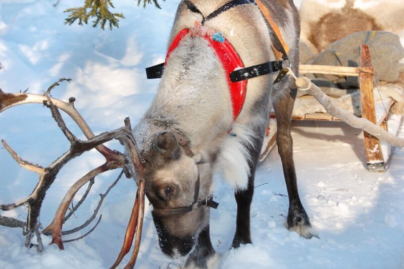 Levi: Reindeer Sleigh Ride Tour in Snowy Forest - Practical Tips for Travelers