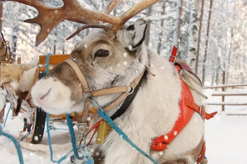 Levi: Reindeer Sleigh Ride Tour in Snowy Forest - Frequently Asked Questions